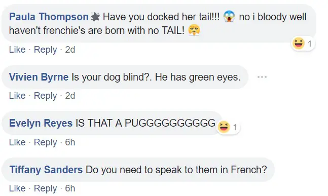 comment section with people commenting- Have docked her tail? is your dog blind? Is that a pug? Do you need to speak to them in French?
