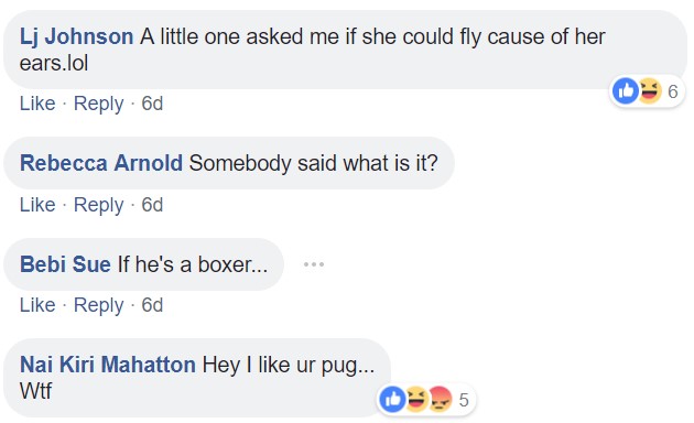 comment section with people commenting - A little one asked me if she could fly cause of her ears. Somebody said what is it? If he's boxer... Hey I like you pug.