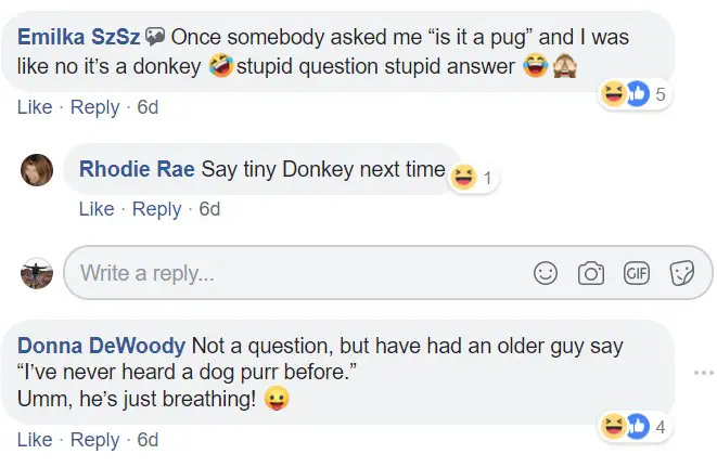 comment section with people commenting - Once somebody asked me - is it a pug, and I was no its donkey, stupid question, stupid answer. Not a question, but have had an older guy say - Ive never heard a dog purr before.