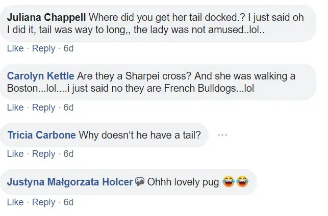 comment section with people commenting - where did you get her tail docked? Are they sharpei cross? Why doesn't he have a tail?