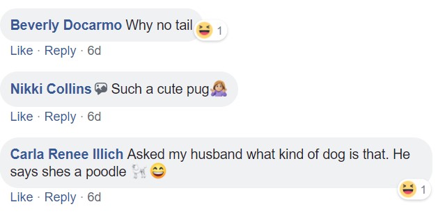 comment section with people commenting - Why no tail, such a cute pug.
