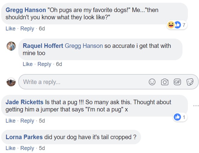 comment section with people commenting- oh pugs are my favorite dogs! Is that a pug? Did you dog have its tau cropped?