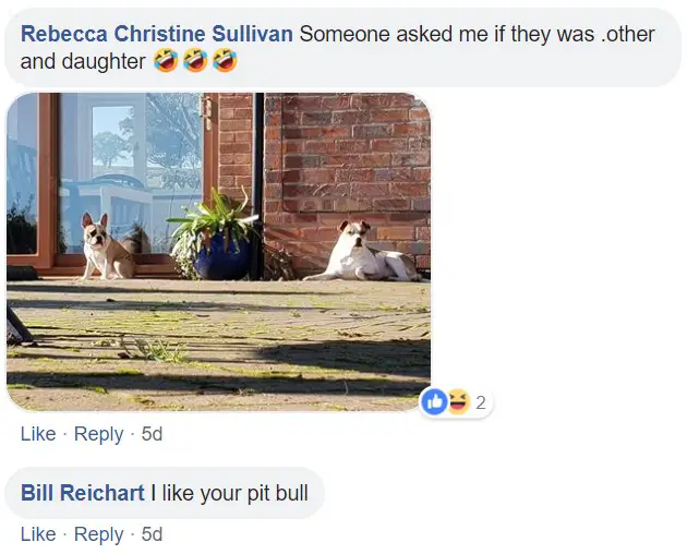 comment section with people commenting - Someone asked me if they were mother and daughter. I like your pitbull