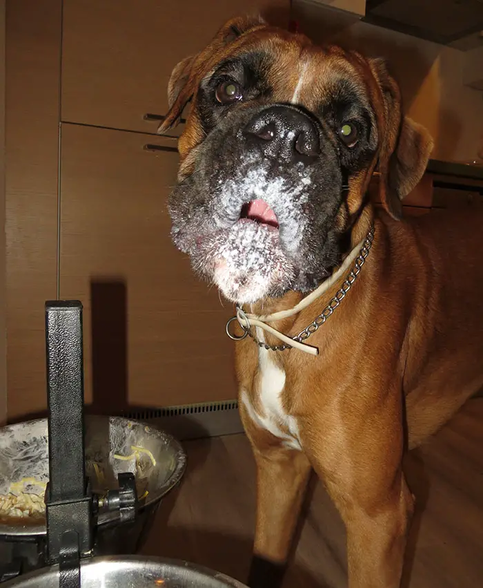 Boxer Dog standing on the floor with smudged flour in its mouth