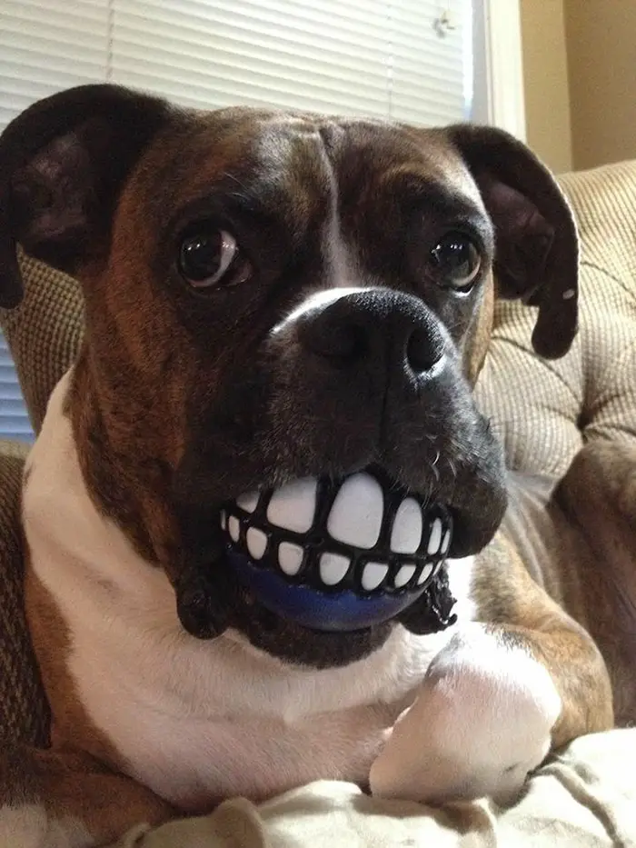 Boxer Dog lying on the couch with a teeth ball in its mouth