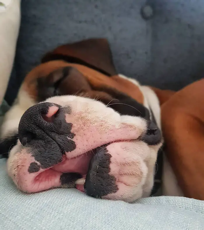 face of a sleeping Boxer Dog on the couch