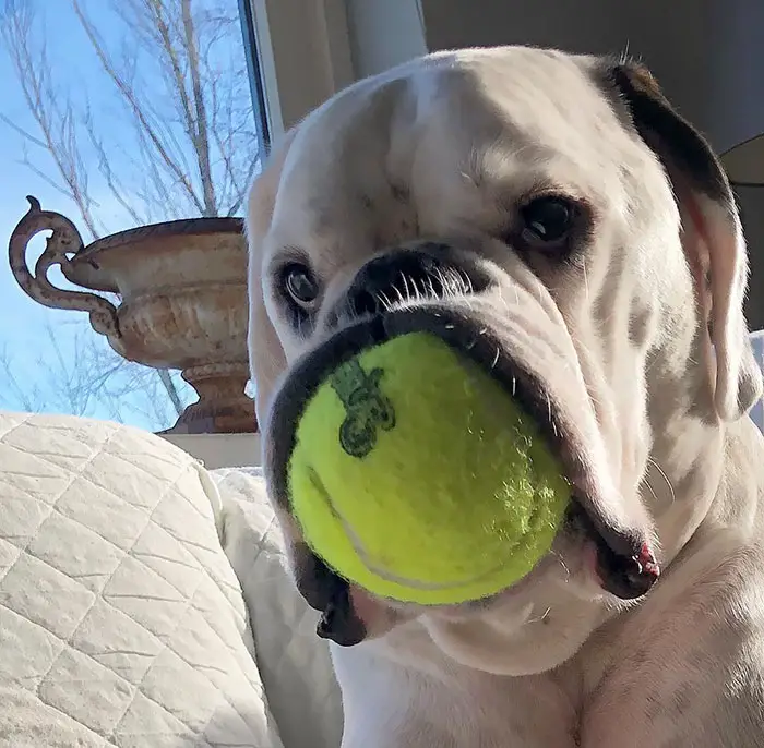 Boxer a tennis ball in its mouth
