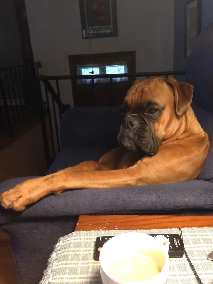 Boxer Dog sitting on the couch with its serious face