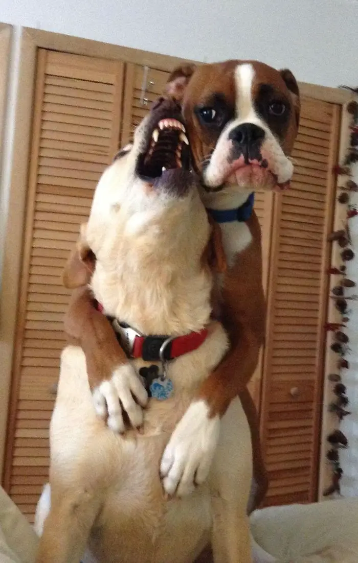 Boxer Dog hugging a dog from behind with its mouth open towards him