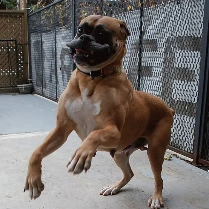 Boxer Dog jumping with its funny face