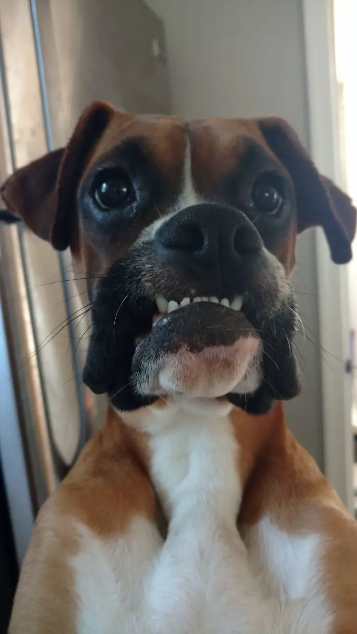 funny smiling face of a Boxer Dog