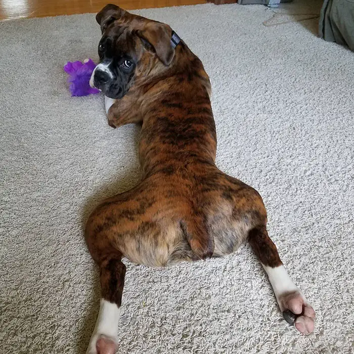 Boxer Dog lying on the floor with its leg spread out and looking back with its sad face