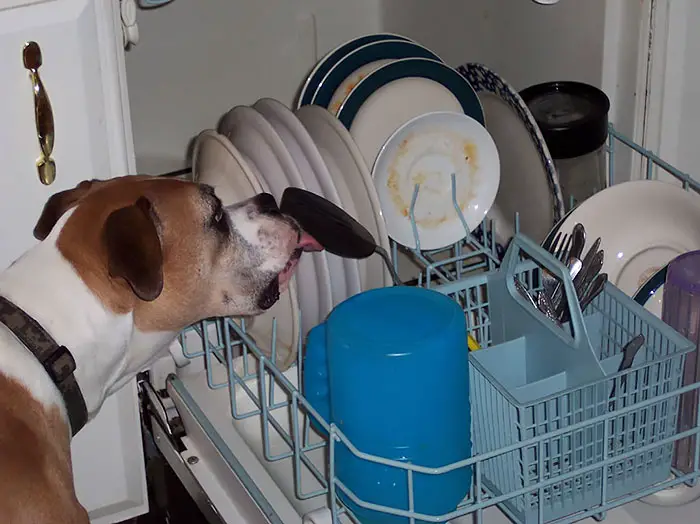 Boxer Dog licking the dish