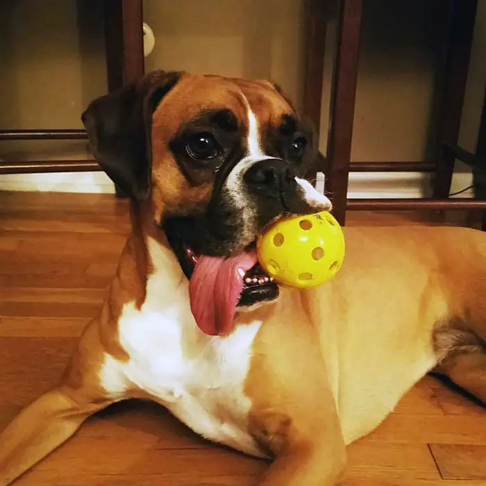 Boxer Dog lying on the floor with a ball in its mouth