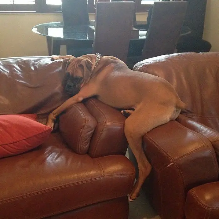 Boxer Dog lying on top of the arm of the couch