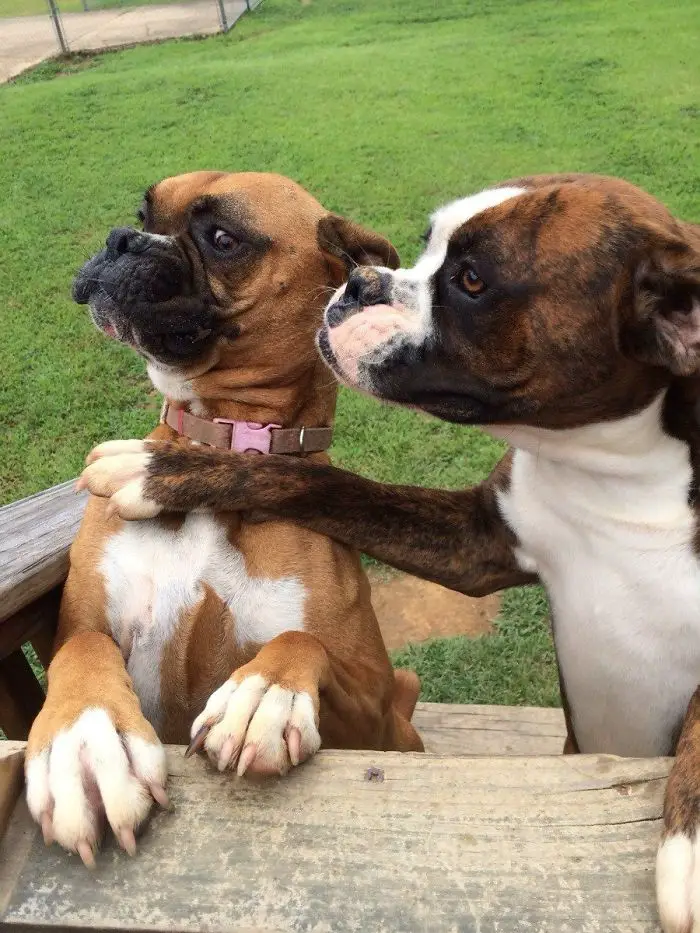 Boxer Dog sitting on the wooden bench with its arms across the neck of another Boxer dog sitting next to him
