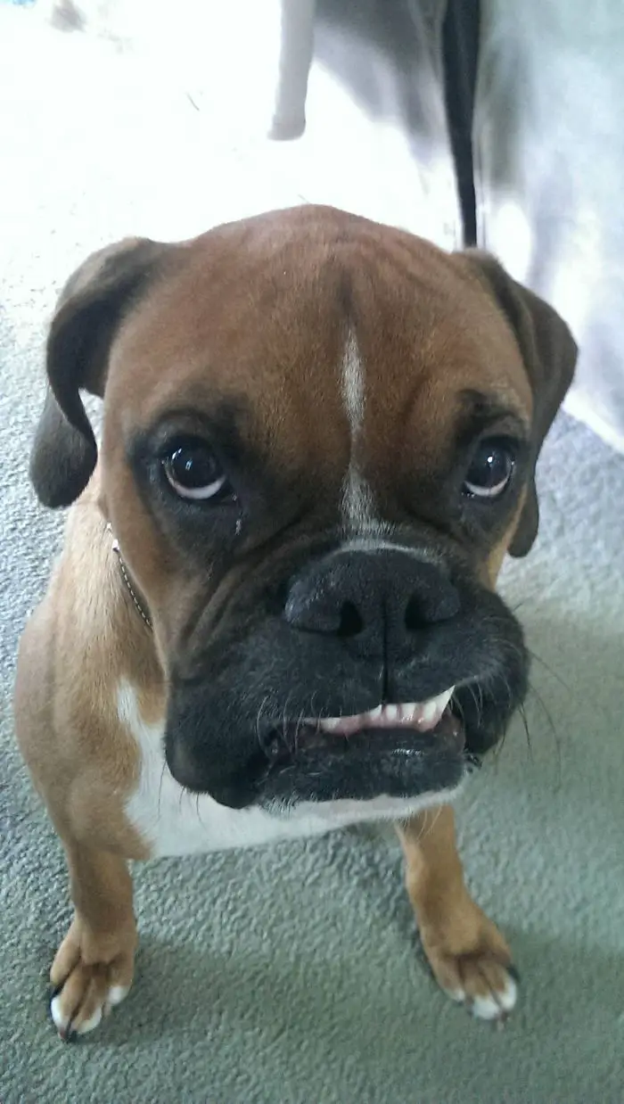 Boxer Dog sitting on the floor with its angry face