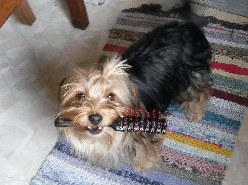Yorkshire Terrier with a comb on its mouth