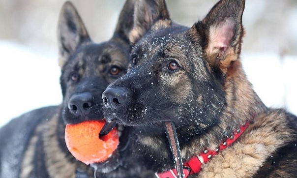 250 Dog Names that Start with F | The Paws 250 Dog Names that Start with F | The Paws