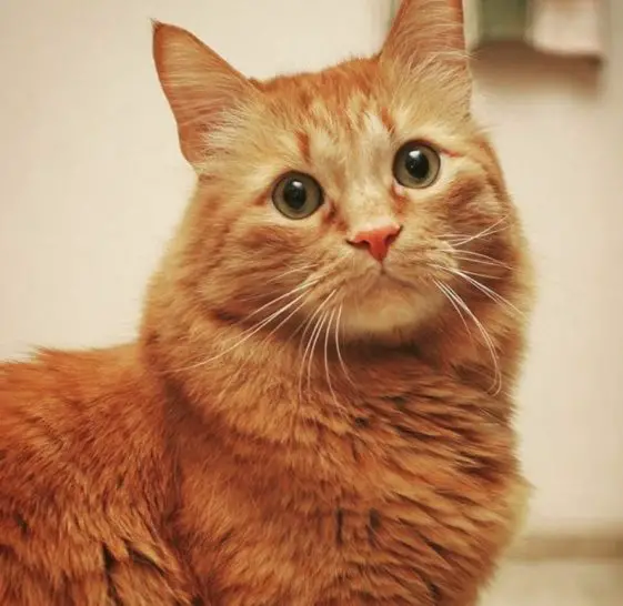 80 Best Ginger Cat Names - The Paws