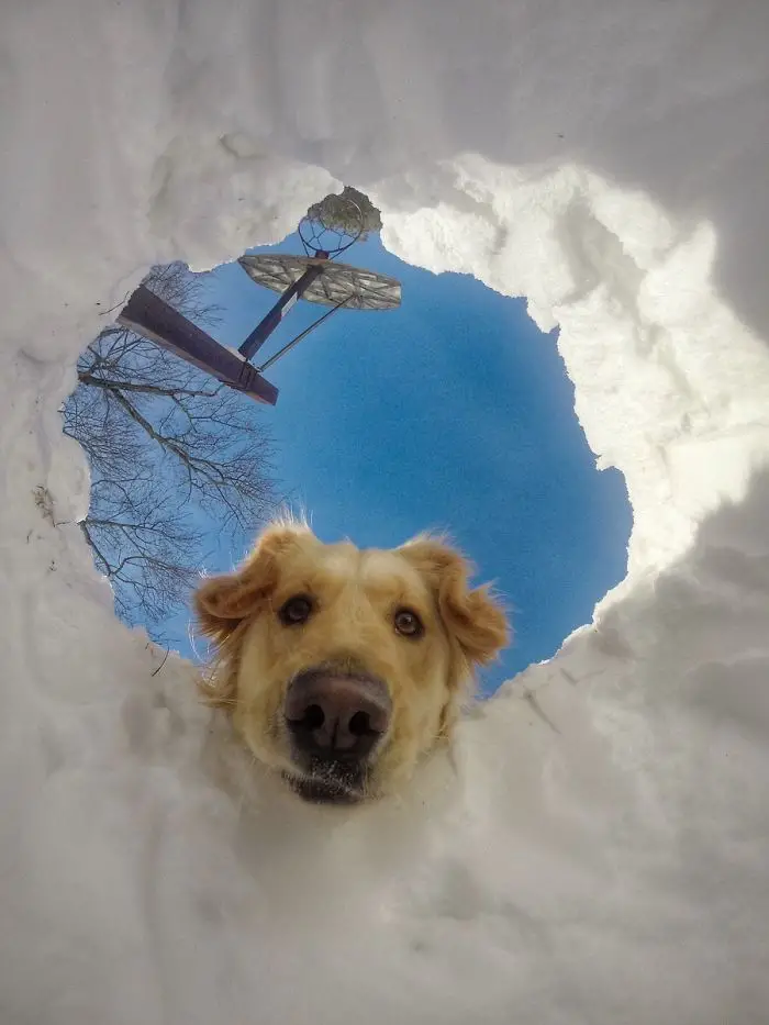 A Golden Retriever peeking behind the hole in snow