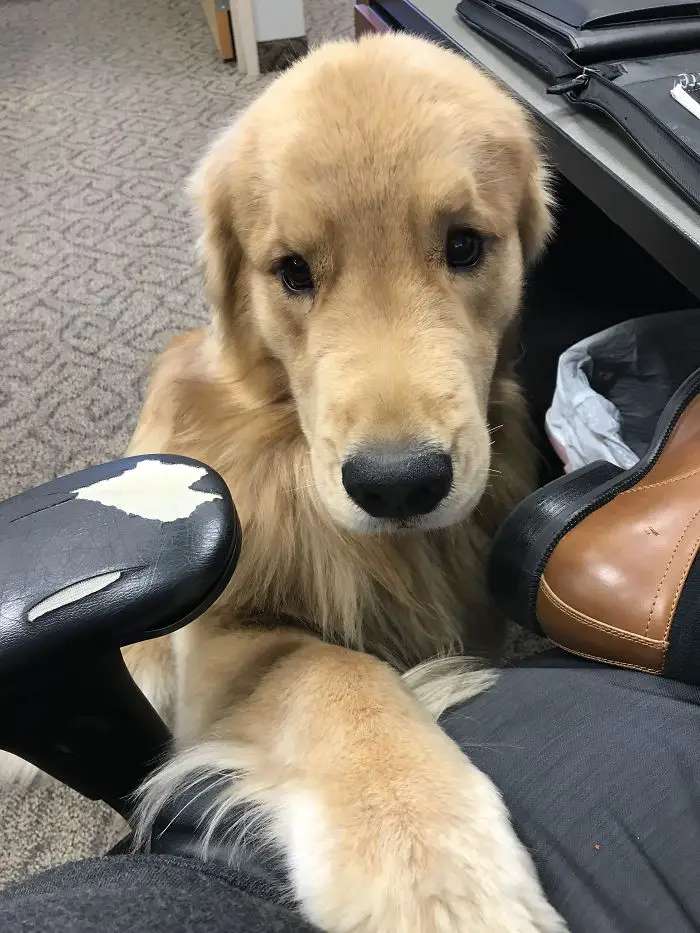 A begging Golden Retriever sitting on the floor with its paws on the lap of a person sitting in the office chair