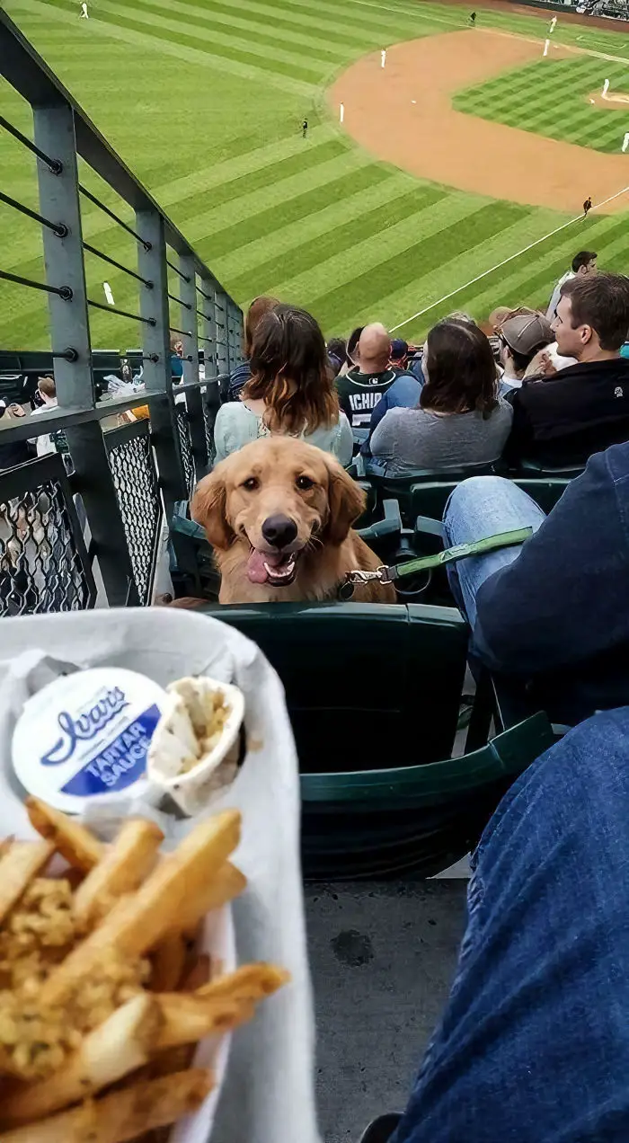 A Golden Retriever sitting with its tongue out on the side of its mouth in front of the person holding a tray of fries