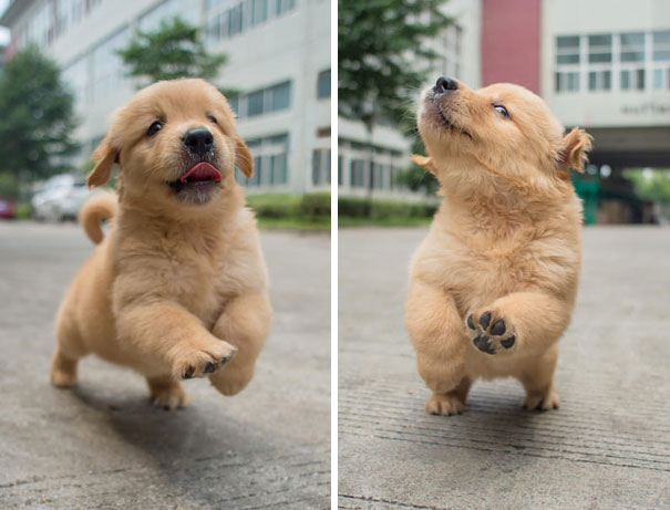 A happy Golden Retriever walking on the pavement