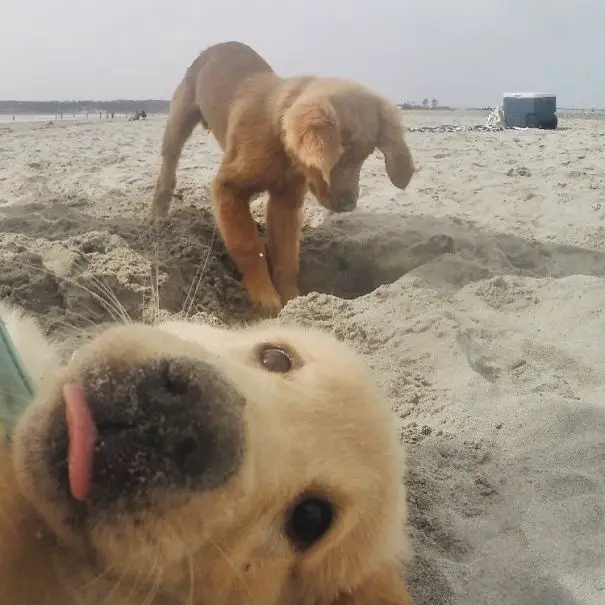 A Golden Retriever puppy at the beach sticking its tongue out while the other one is digging in the sand behind him