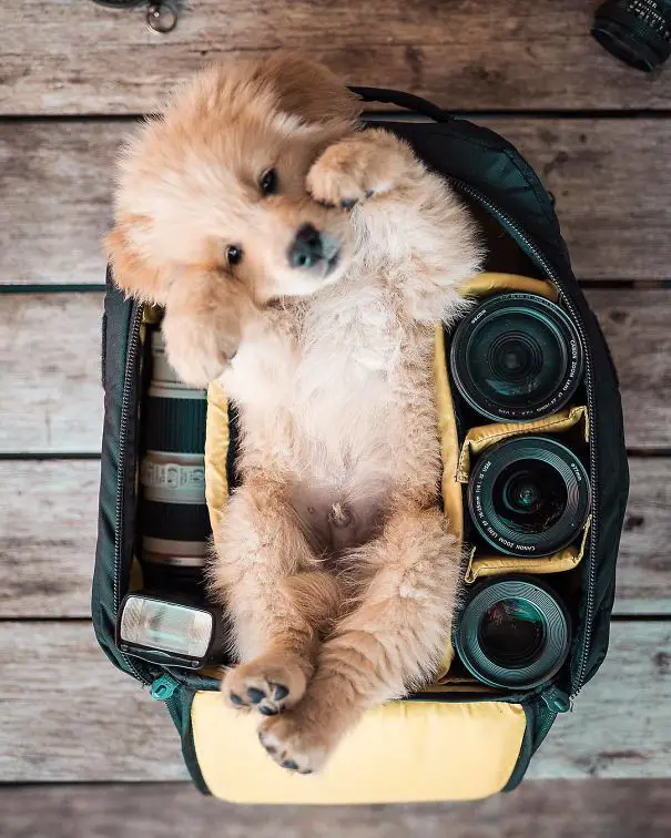 A Golden Retriever puppy lying inside the camera bag