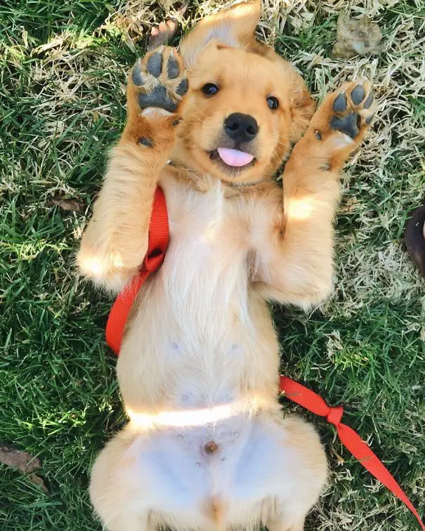 A Golden Retriever puppy lying on its back on the green grass with its front legs paws on the side of its face while sticking its tongue out