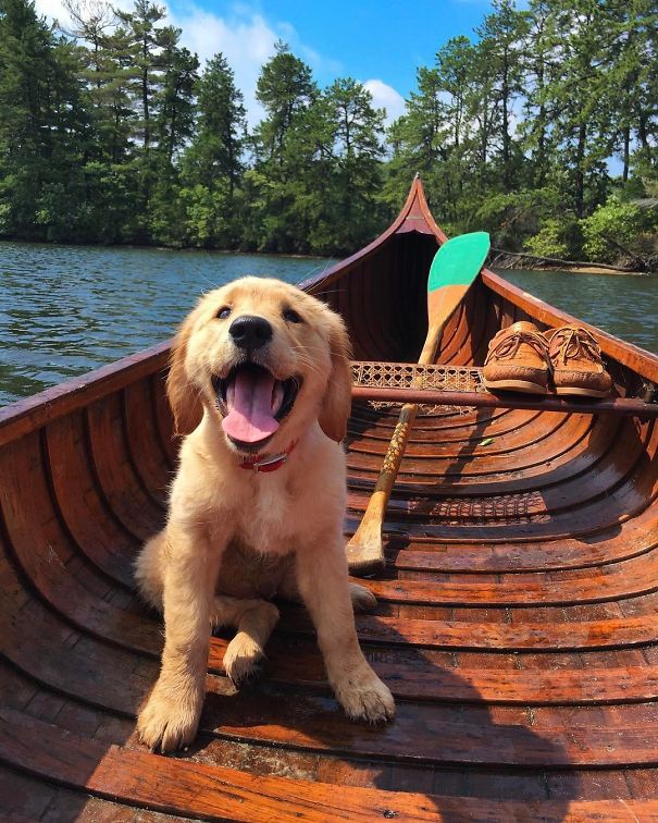 A happy Golden Retriever sitting in a boat floating in the lake