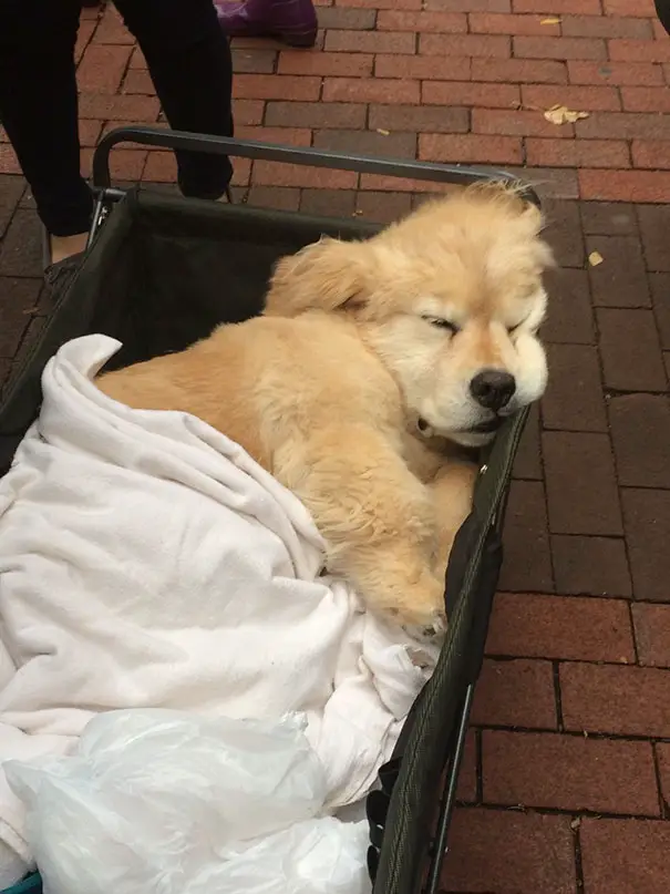 A Golden Retriever puppy sleeping in a cart