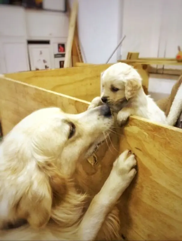 A Golden Retriever mom standing up smelling her puppy inside the wooden crib