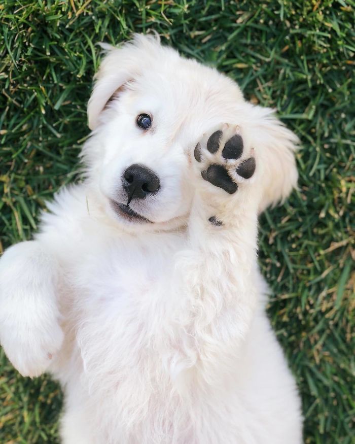 A white Golden Retrieverl lying on the green grass with its pw covering it one eye