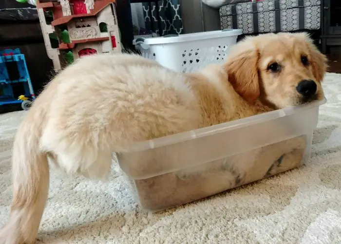 A Golden Retriever with its legs squeezed inside the topper ware on the floor