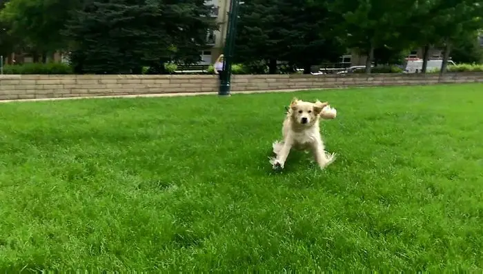 A A Golden Retriever running at the park