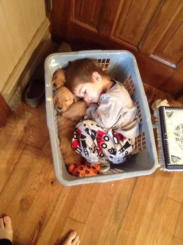 A kid sleeping inside a basket with the Golden Retriever puppies