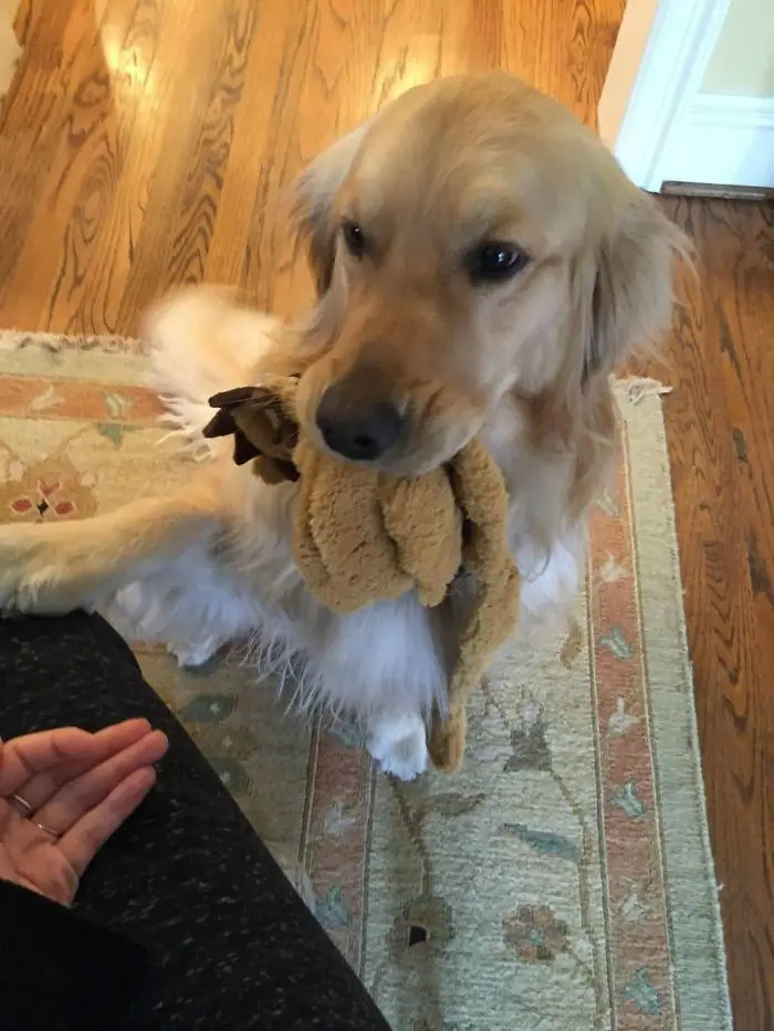 A Golden Retriever with a toy in its mouth while standing up and putting its paw on the arms of a woman