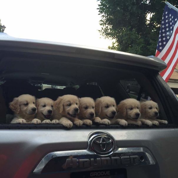 Golden Retriever puppies inside the car trunk while leaning by the window