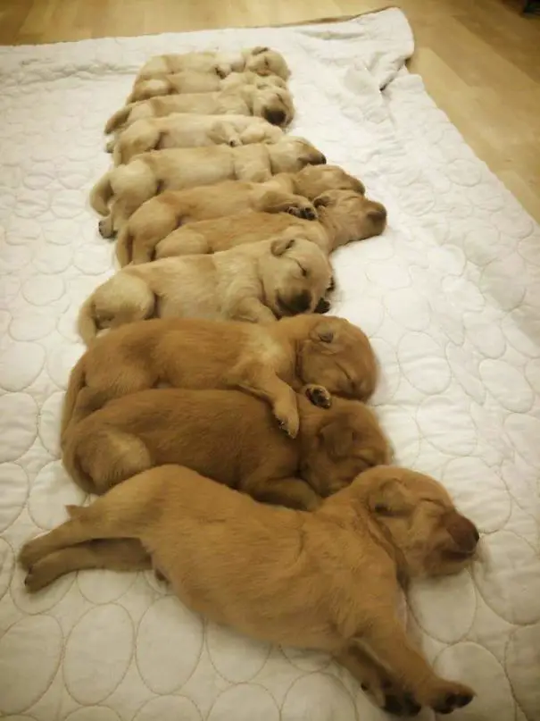 sleeping Golden Retriever puppies aligned on the blanket on the floor