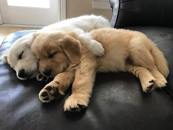 two Golden Retriever puppies sleeping beside each other on the couch