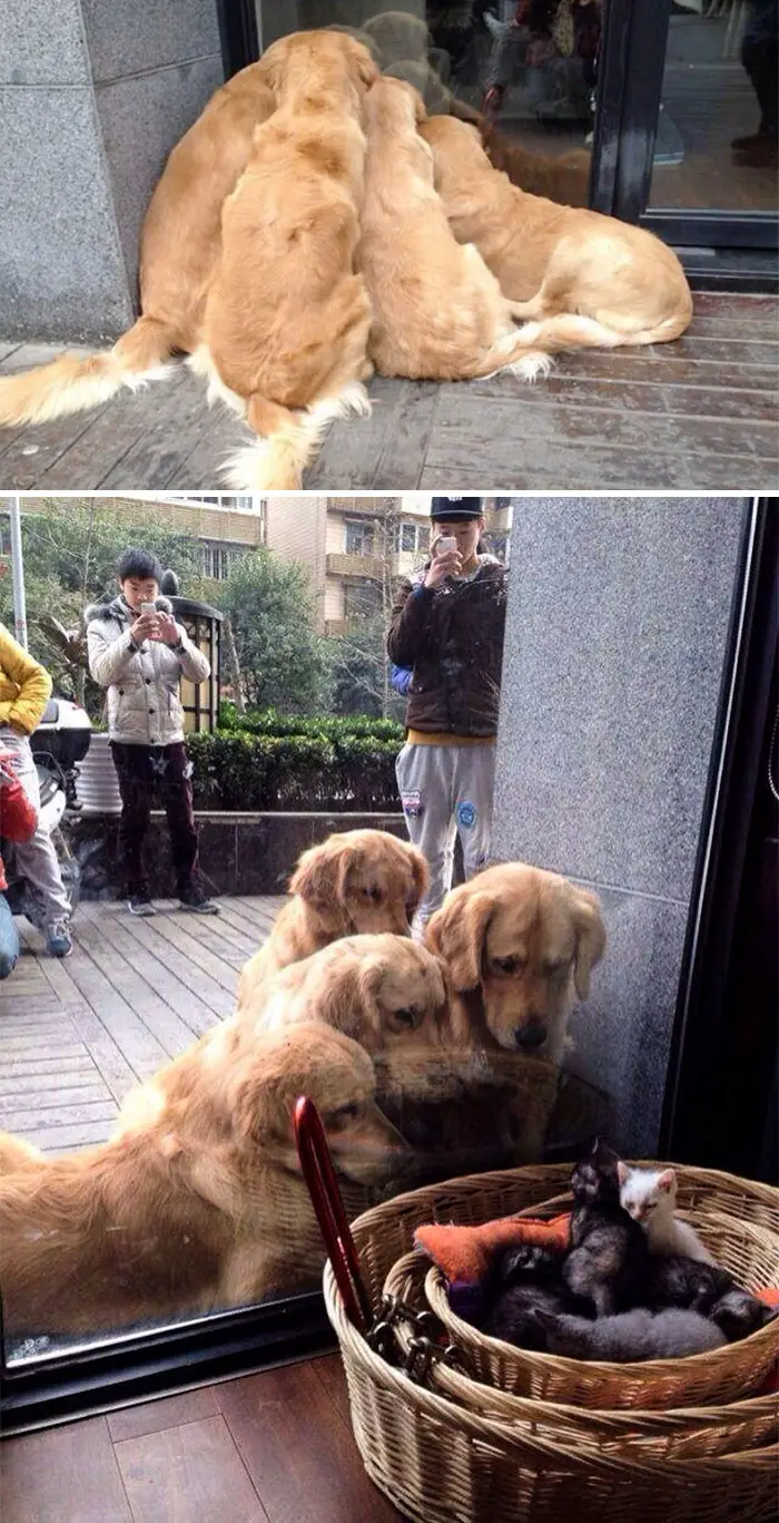 four Golden Retriever staring at the kittens inside the store through the window
