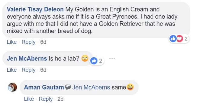 A commenter saying - if it is a Great Pyrenees. Is he a lab?