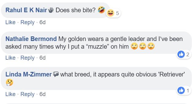 a commenter saying- Does she bite? - My golden wears a gentle leader and I've been asked many times why I put a muzzle on him - What breed, it appears quite obvious