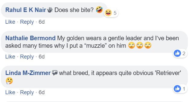 a commenter saying- Does she bite? - My golden wears a gentle leader and I've been asked many times why I put a muzzle on him - What breed, it appears quite obvious 