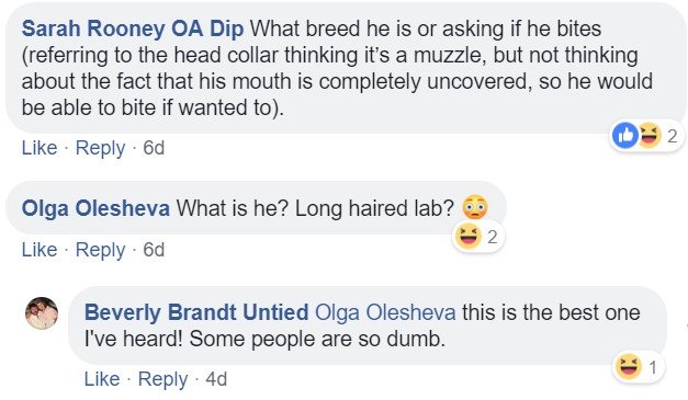 a commenter saying - What breed is he is or asking if he bites - What is he? Long haired lab?