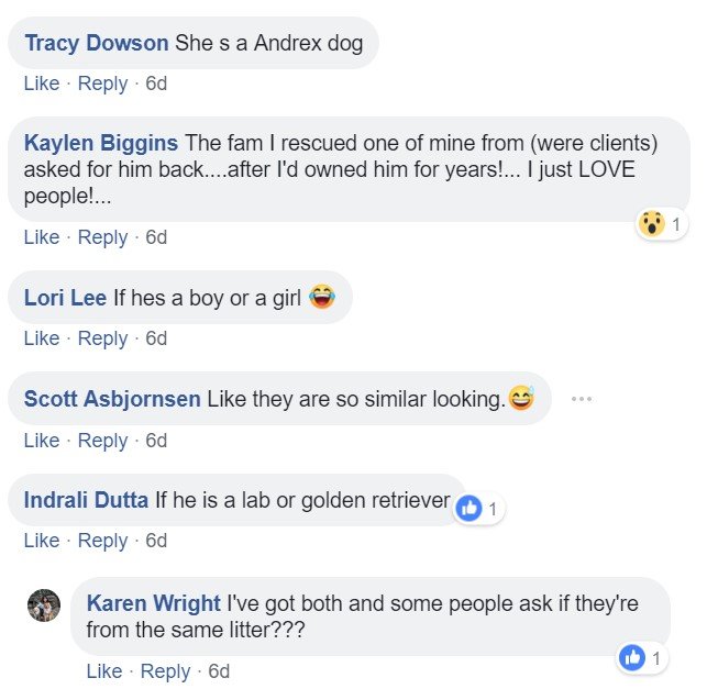 A commenter saying - She's an Andrex dog - If he's a boy or girl- if he's a lab or golden retriever