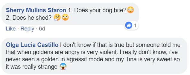 A commenter saying - does your dog bite? Does he shed?