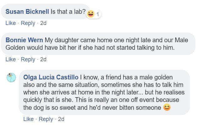 A commenter saying - Is that a lab?